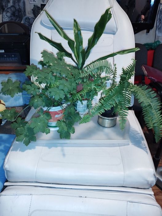 Стайни и лечебни цветя