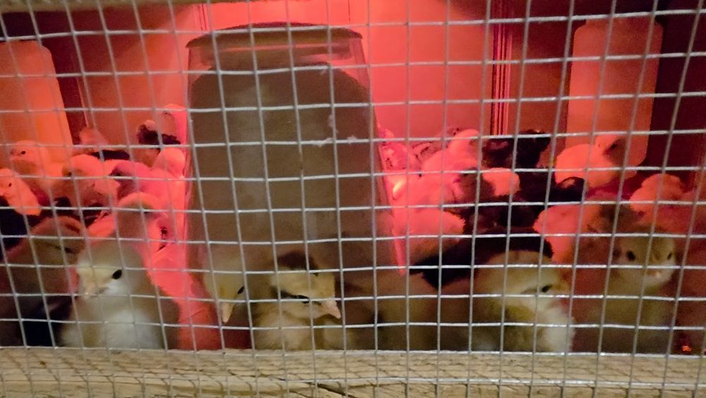 Pui de casa de vanzare