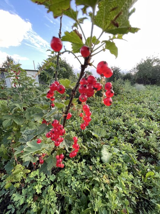 Продам жилую дачу