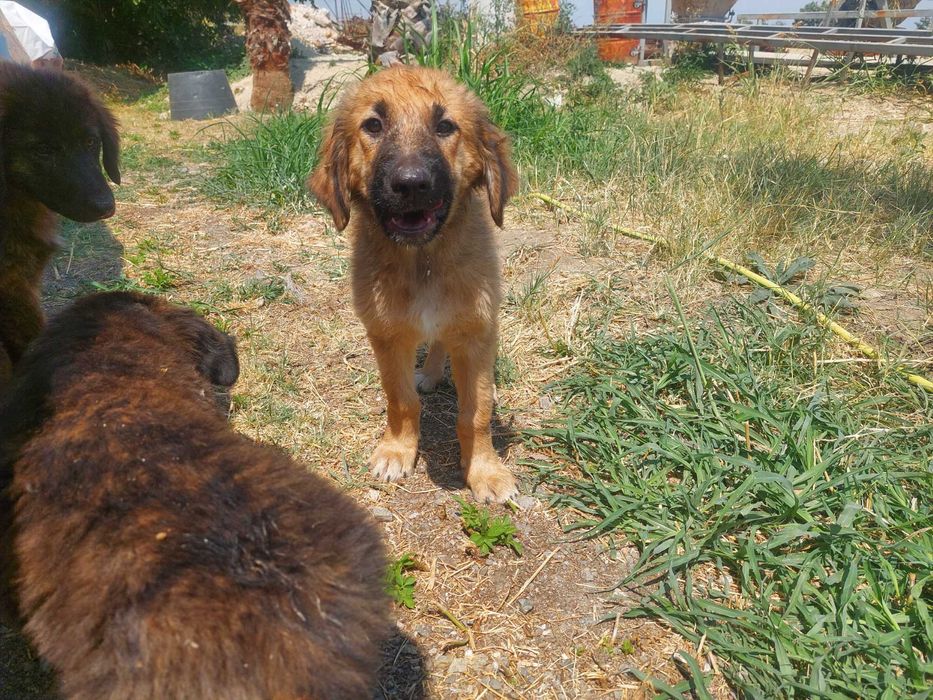 Кученца си търсят дом !