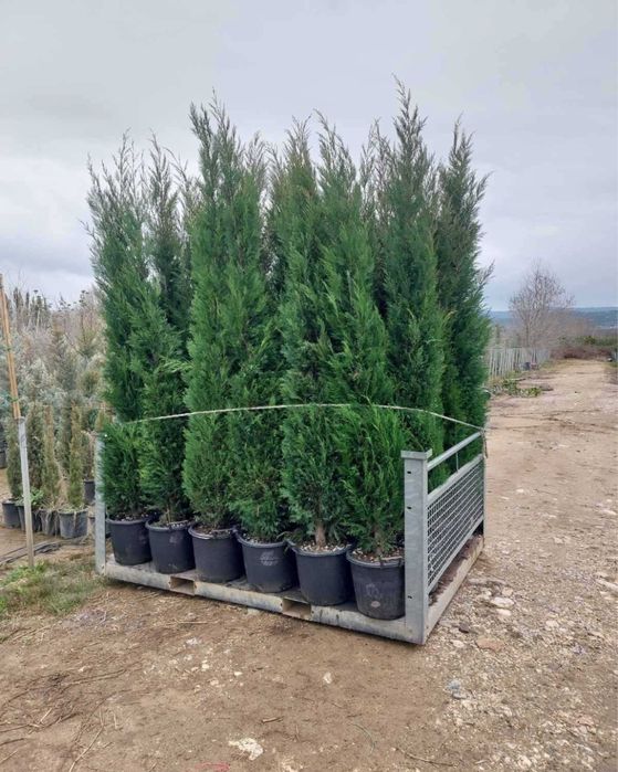 Leylandii cupresocyparis oriunde in tara