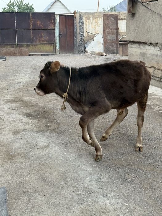 Продам Бычка Породистый