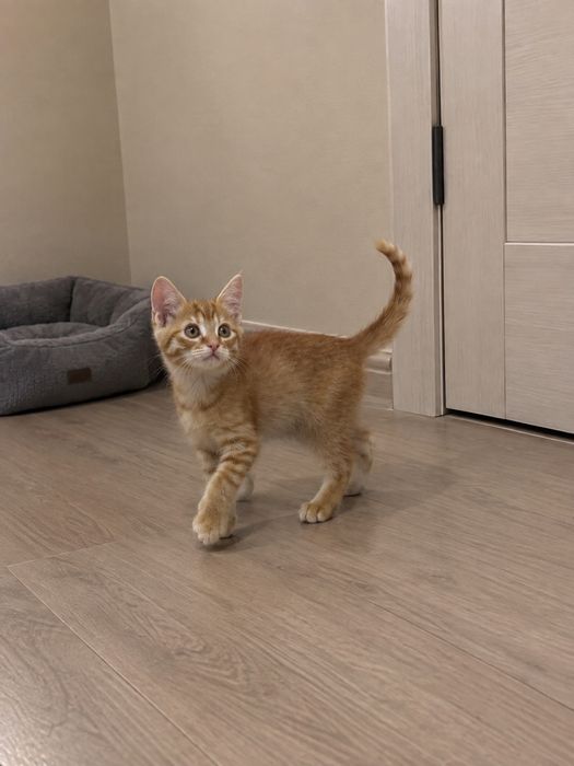 Котенок девочка.