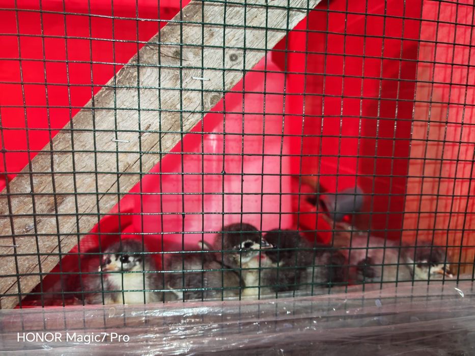 Pui de Gaina Austrolop