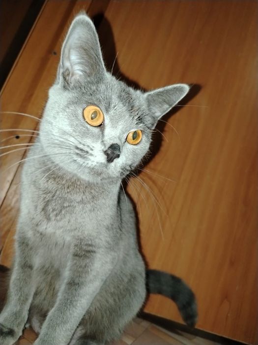 Отдаю британских котят