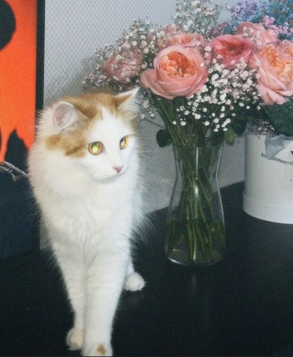 Кошечка в добрые руки
