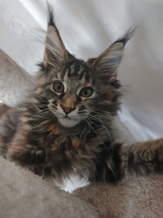 Котята Мейн кун мальчик и девочка