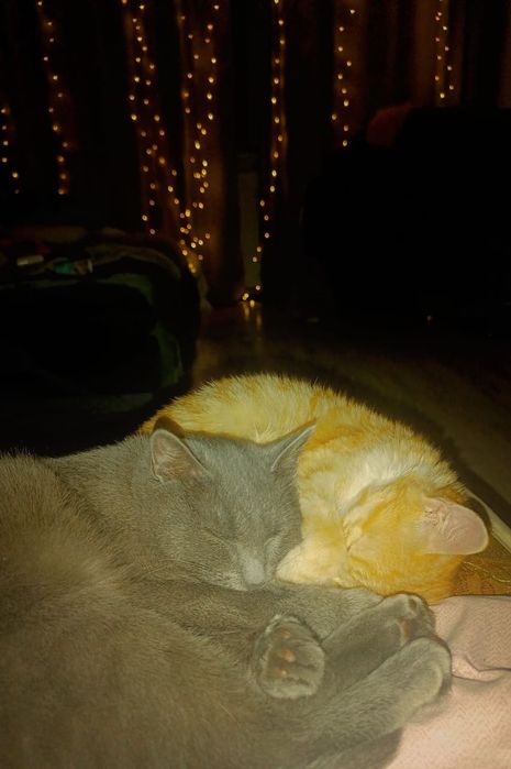 Отдаём котов в хорошие, ласковые руки.