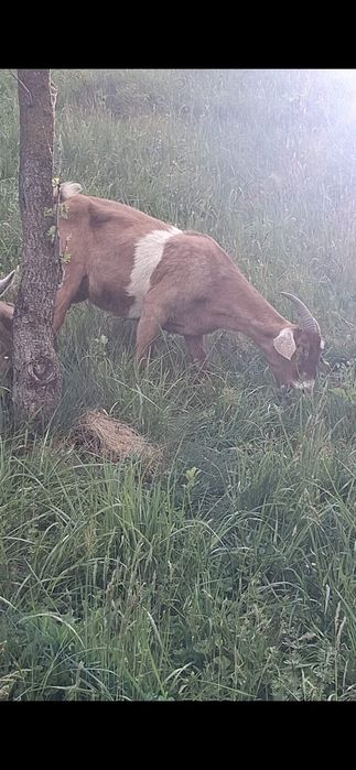 Vand 2 capre o zanăn  si o anglobină