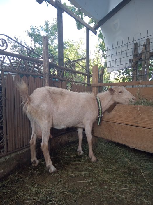 Vând o capră  și o ieduță