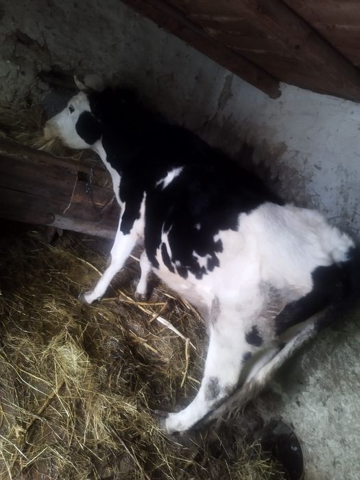 Vând vaca de lapte Holstein