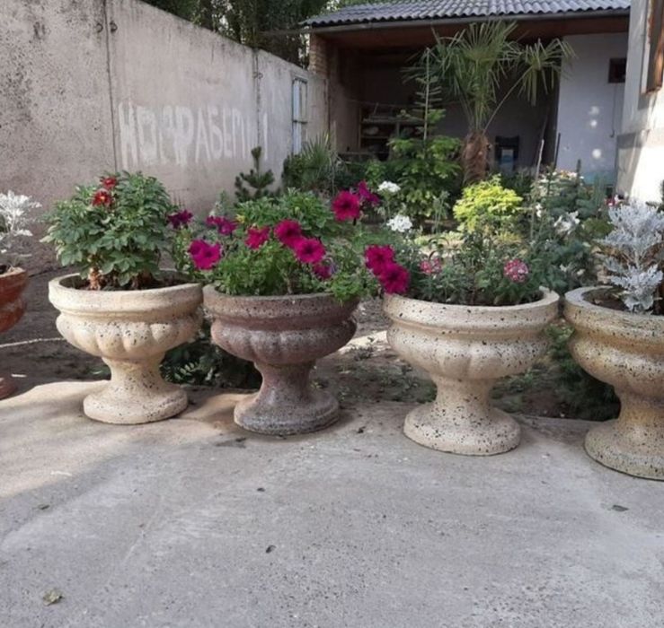 Бетонни гултувакла хархил турдаги кучат ва дарахт