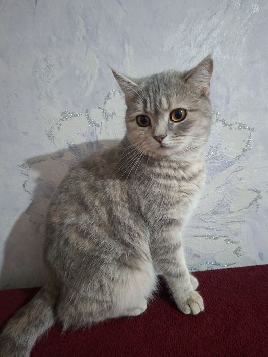 Пародаси тоза зотли Шиншилла