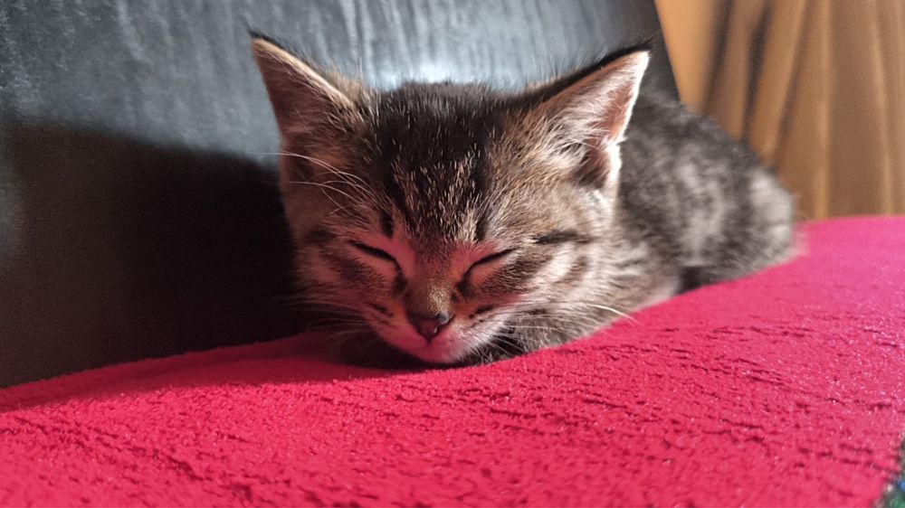 Котик маленький, игривый