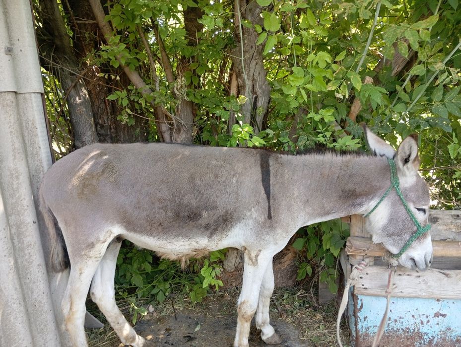 Продам гель для роста бороды