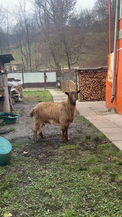 Capră vătuie tânără