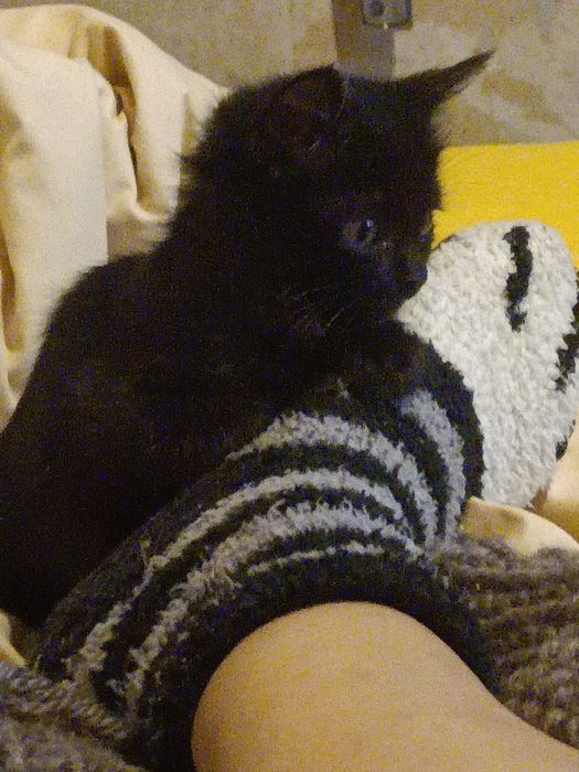 Красивая маленькая кошечка