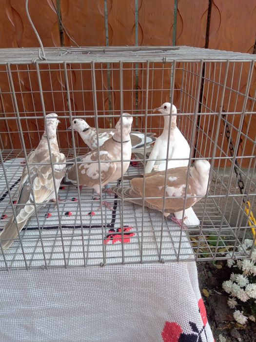 Turturele rozătoare de vînzare