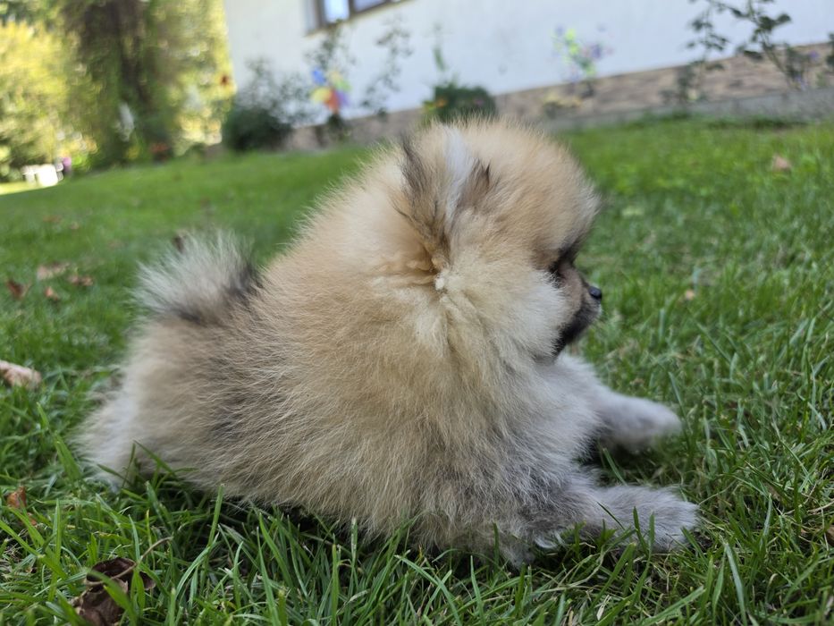 Pomeranian mascul
