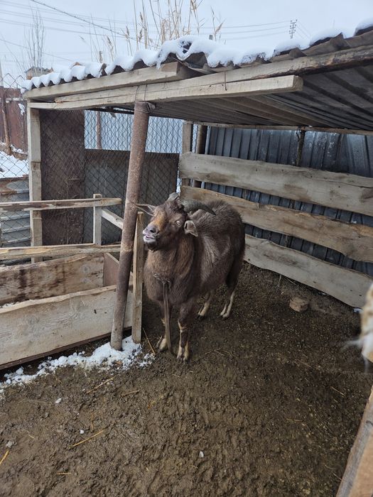 Теке қашыруға ұсынамыз!