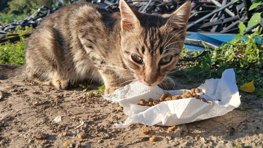 Подарявам мъжки котенца