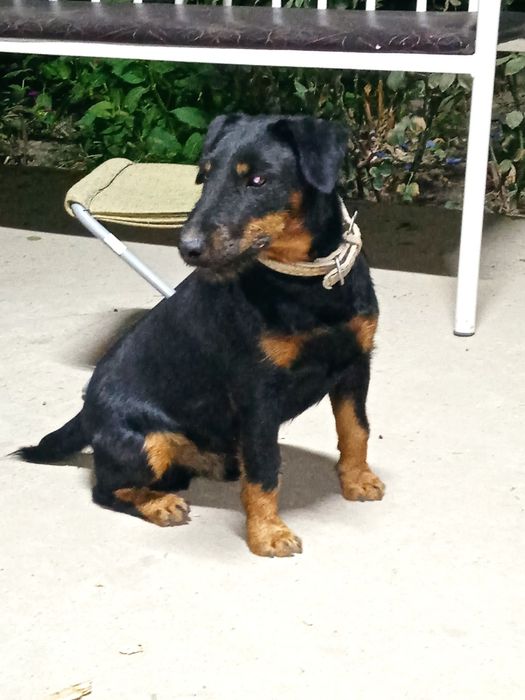 Ягдтерьер, только ВЯЗКА сатылмайды