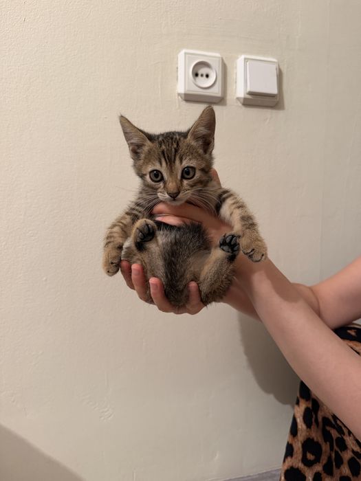 отдам котят в добрые руки