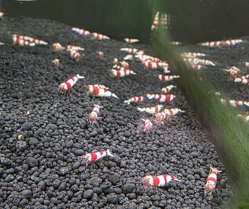 Creveti Caridina Pure Red Line