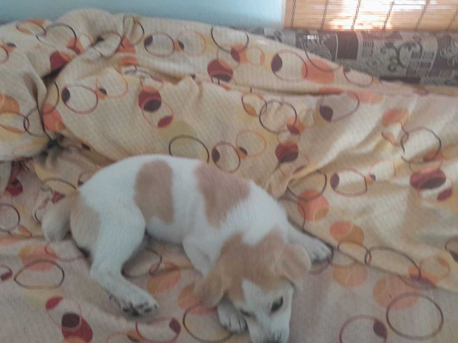 Ofer spre adoptie