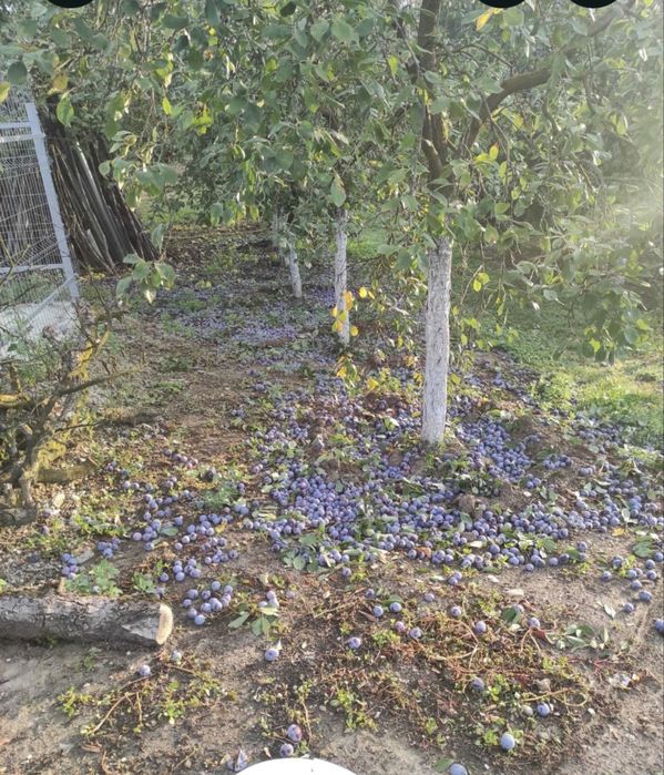 Vând prune pentru țuică!