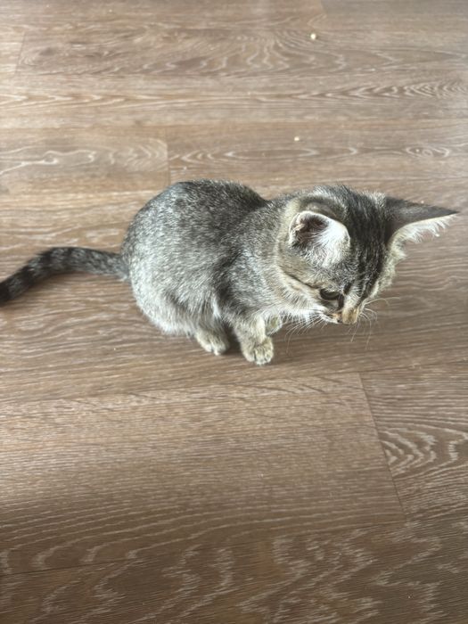 Маленький котенек ищет себе дом