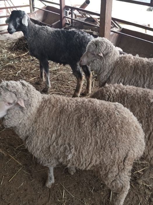 Қошқар және мерионастар сатылады.