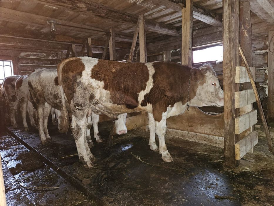 Taur bălțat, foarte blând, bun de montă.