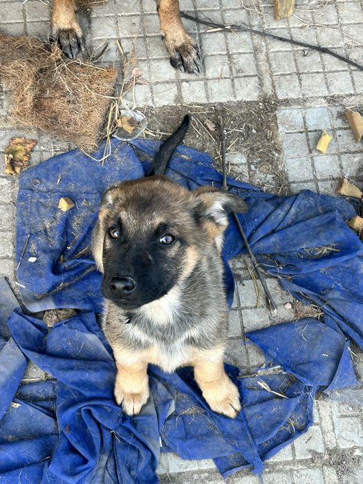 Малки Кучета Овчарки