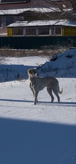 Тазы күшіктер сатылады