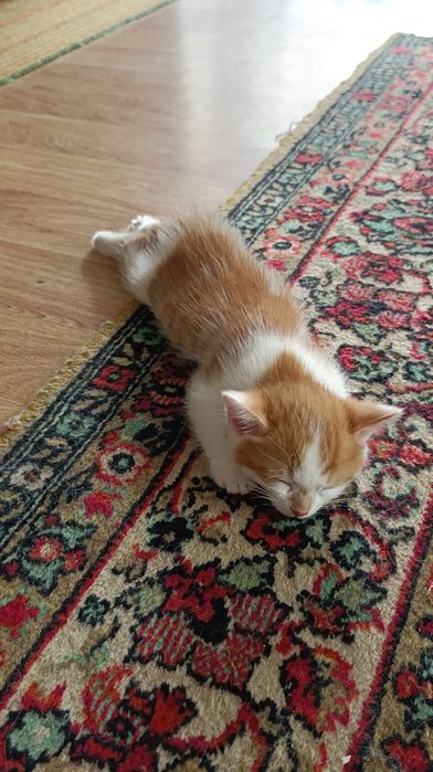Подарю котёнка, мальчика