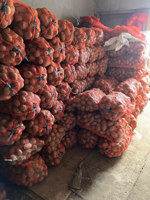 Vand cartofi alb si rosu  Bella Rosa