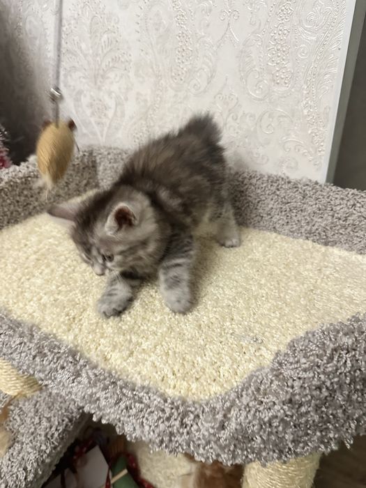 Продам котенка курильского бобтейла