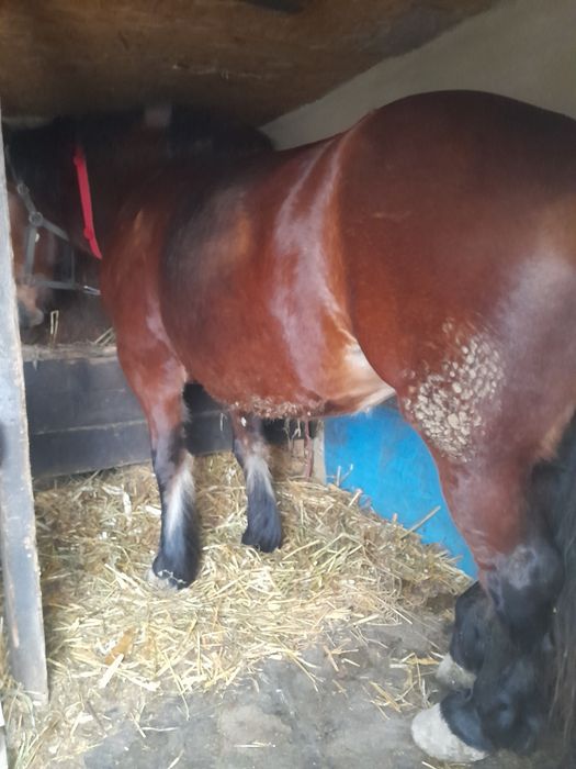 Iapă semigrea de 3 anișori De vânzare