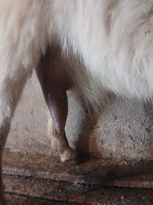 Сауын ешкілер сатылады.