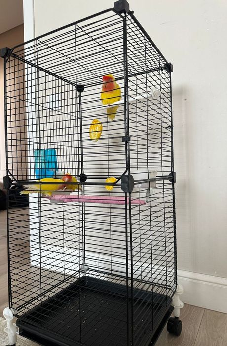 Продам попугаев 3 шт с клеткой