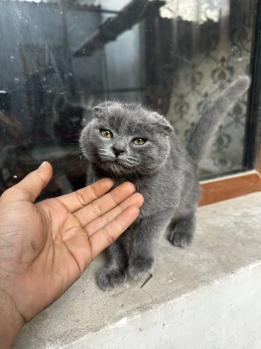 Скотч фолд шотландский сотилади