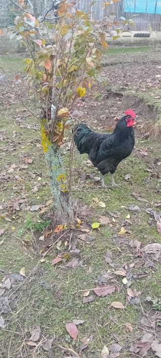 Cocoși australorp negru și australorp