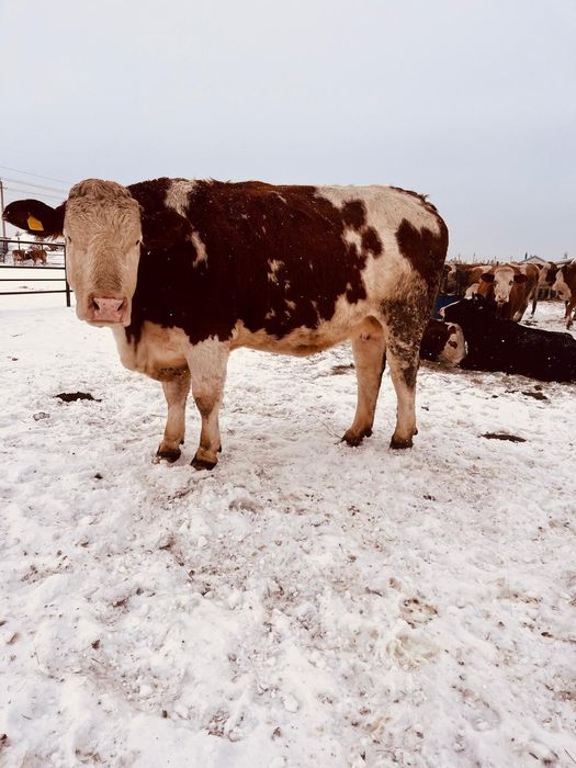 Продам первотелку 3 летку 803кг.