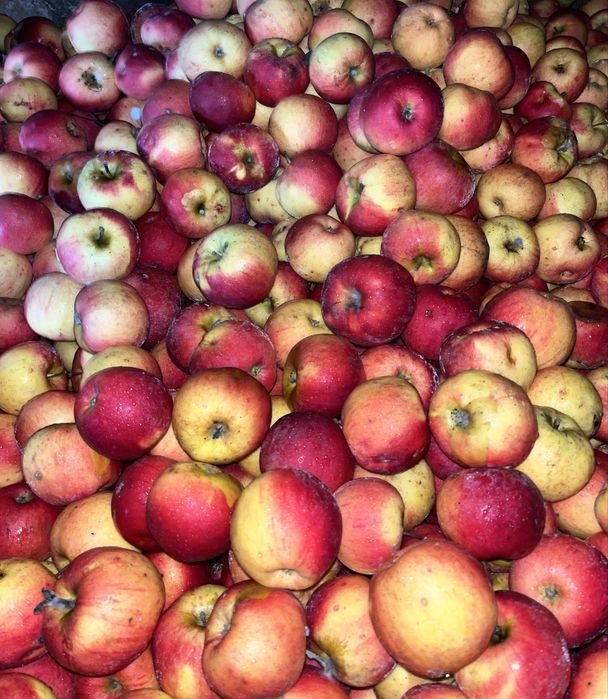 Mere de vânzare Florina ,Iudared , Ionatan