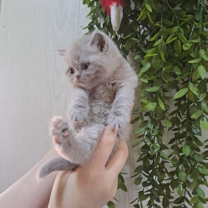 Котята от правильной вязки