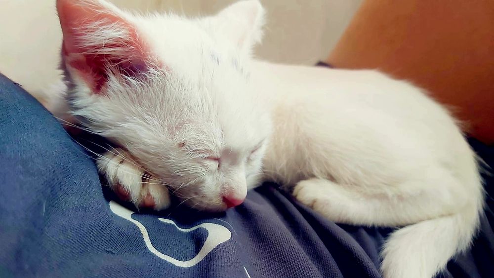 Отдам котика в ХОРОШИЕ руки даром. Мальчик 4-5 месяца. К лотку приучен