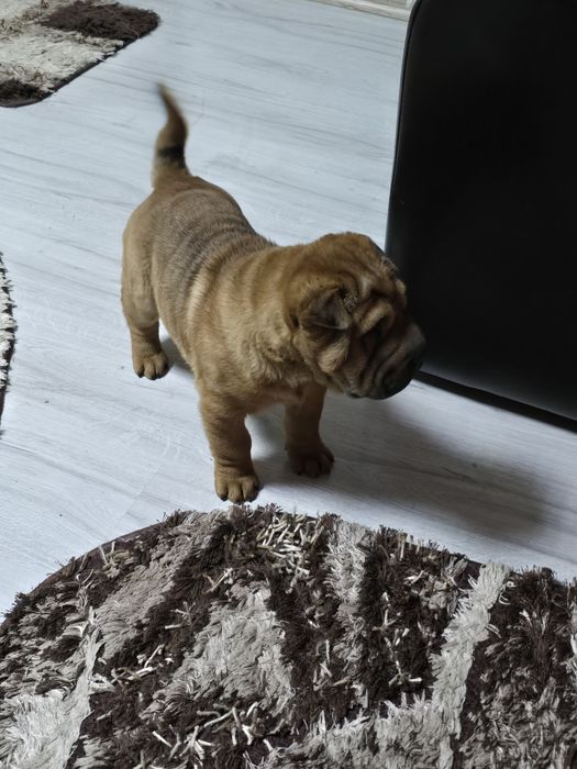 Vând pui pui de shar pei