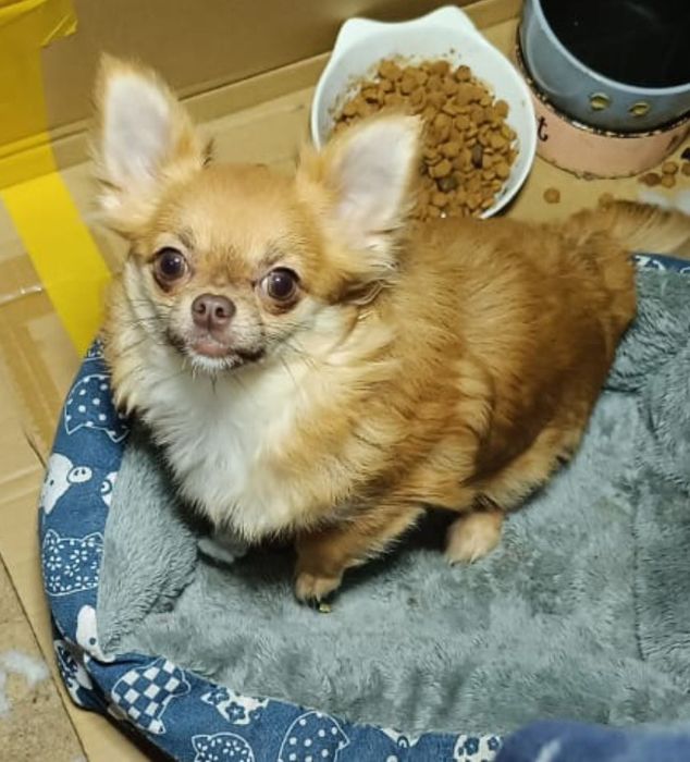 Продам девочку Чихуахуа