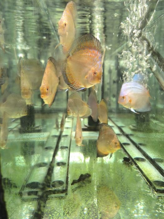 Дискус!!! Подроскалар сотилади.